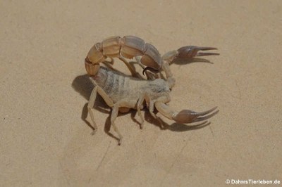 Sahara-Dickschwanzskorpion (Androctonus australis)