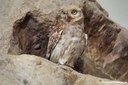 Athene noctua saharae