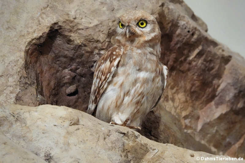 Wüstensteinkauz (Athene noctua saharae)