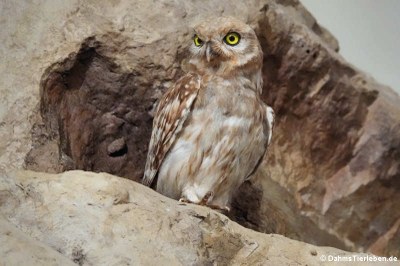 Wüstensteinkauz (Athene noctua saharae)