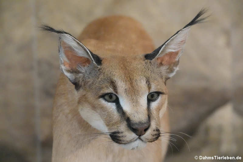 Karakal oder Wüstenluchs (Caracal caracal)