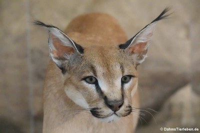 Karakal oder Wüstenluchs (Caracal caracal)
