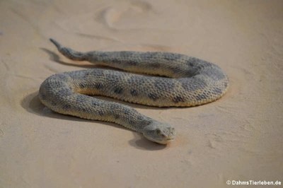 Wüsten-Hornviper (Cerastes cerastes)