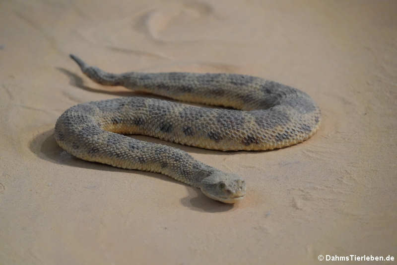 Wüsten-Hornviper (Cerastes cerastes)