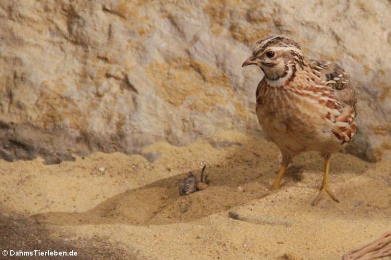 Coturnix coturnix