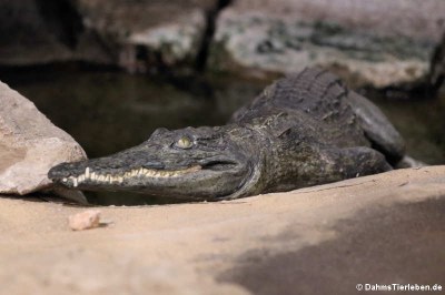 Westafrikanisches Krokodil (Crocodylus suchus)