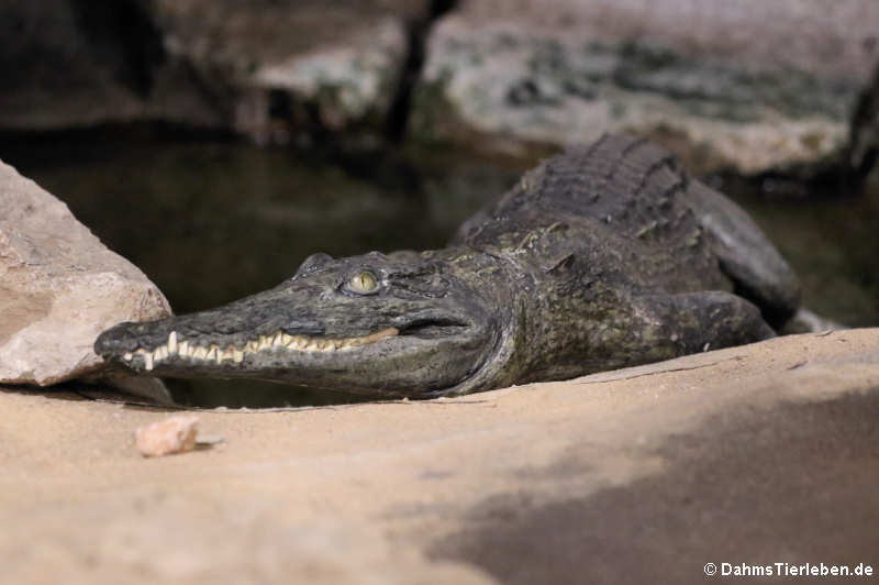 Crocodylus suchus