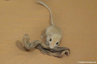 Wüstenrennmaus (Gerbillus spec.)