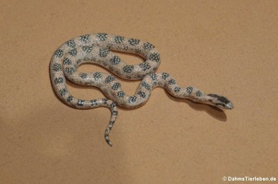 Gekrönte Schnauzennatter (Lytorhynchus diadema)