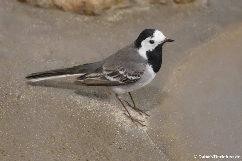 Bachstelze (Motacilla alba)