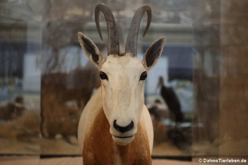 Säbelantilope (Oryx dammah)