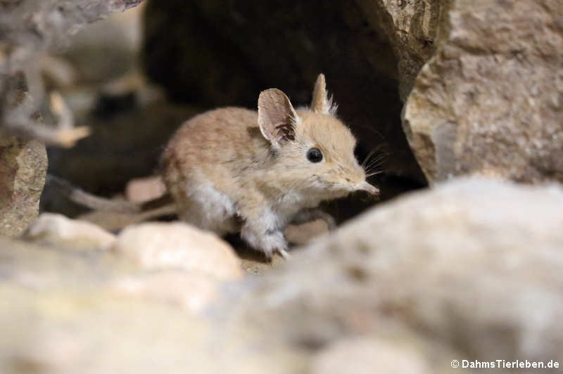 Nordafrikanische Elefantenspitzmaus (Petrosaltator rozeti)