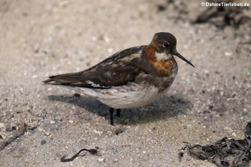 Odinshühnchen (Phalaropus lobatus)