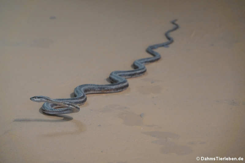 Forskals Sandrennnatter (Psammophis schokari)