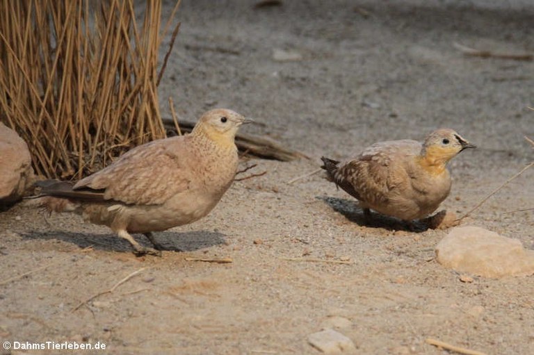 Pterocles coronatus