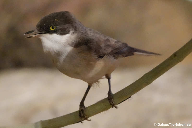 Orpheusgrasmücke (Curruca hortensis)