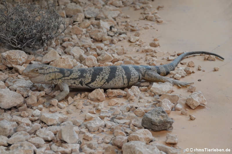 Wüstenwaran (Varanus griseus)