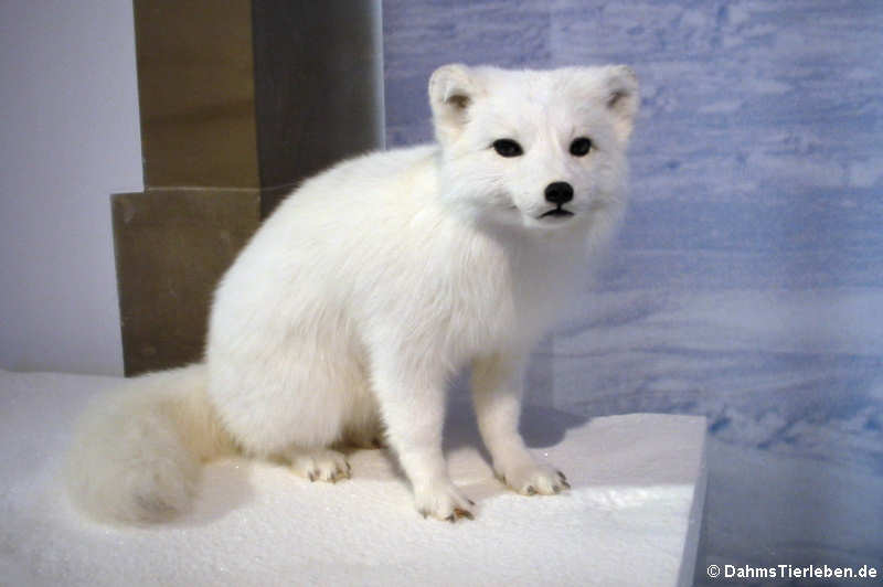 Polarfuchs (Alopex lagopus)