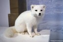 Vulpes lagopus
