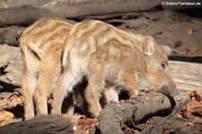 Wildschweine (Sus scrofa scrofa) im Tierpark Köln-Dellbrück