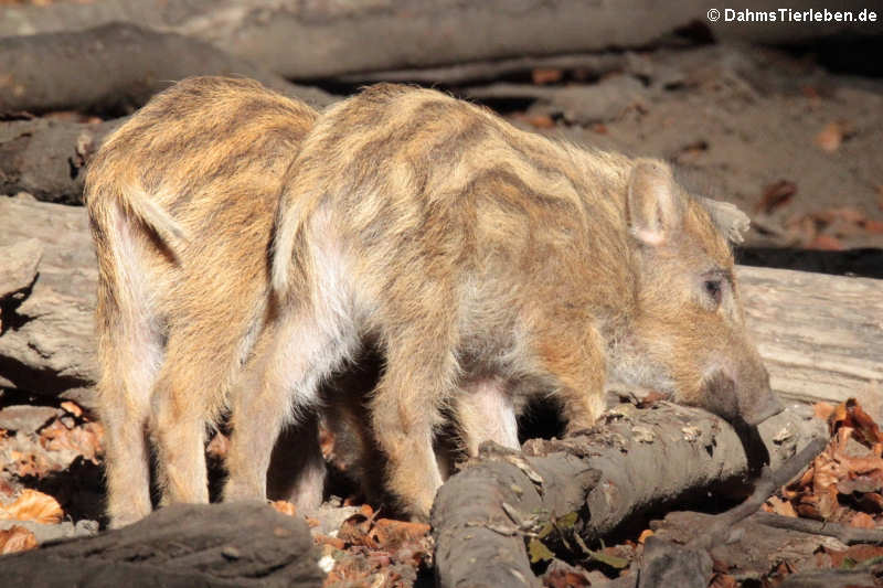 Sus scrofa scrofa-5