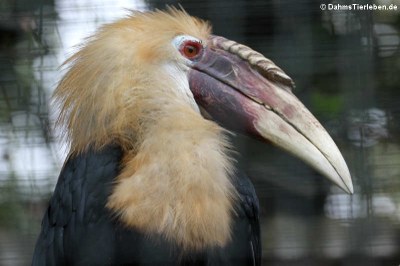 Papuahornvogel (Rhyticeros plicatus)
