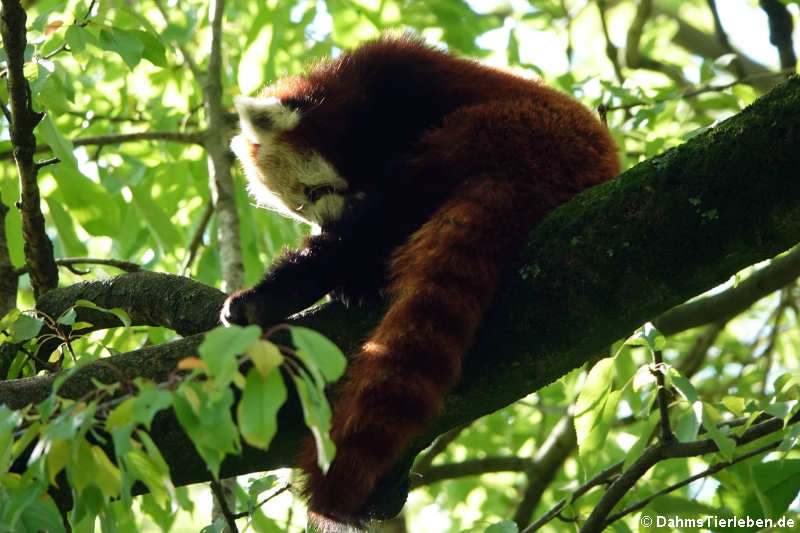 Westlicher Kleiner Panda (Ailurus fulgens)