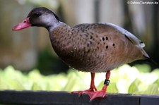 Amazonasente (Amazonetta brasiliensis) im Zoo Dortmund