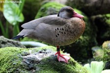 Amazonasente (Amazonetta brasiliensis) im Zoo Dortmund