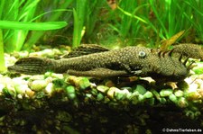 Tüpfelantennenwels (Ancistrus hoplogenys) im Zoo Dortmund