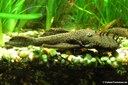 Ancistrus hoplogenys