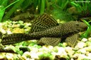 Ancistrus hoplogenys