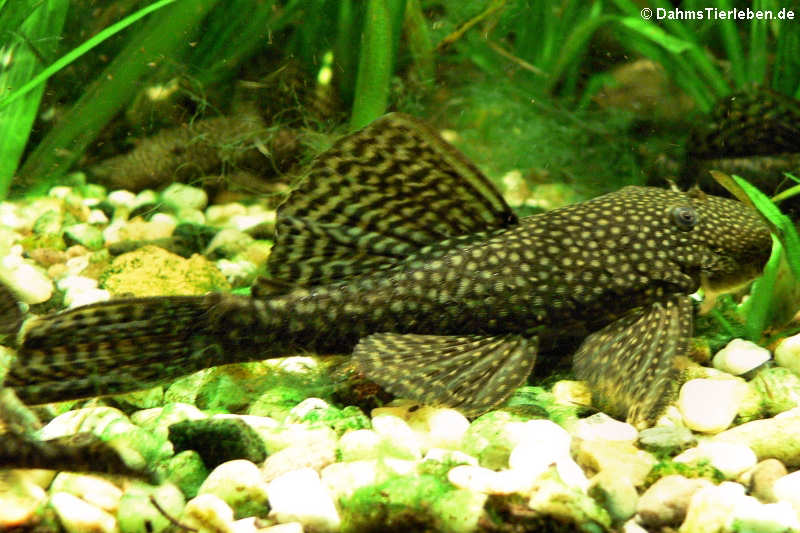 Ancistrus hoplogenys-3