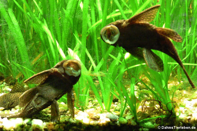 Ancistrus hoplogenys-1