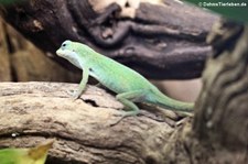 Rotkehlanolis (Anolis carolinensis) im Zoo Dortmund