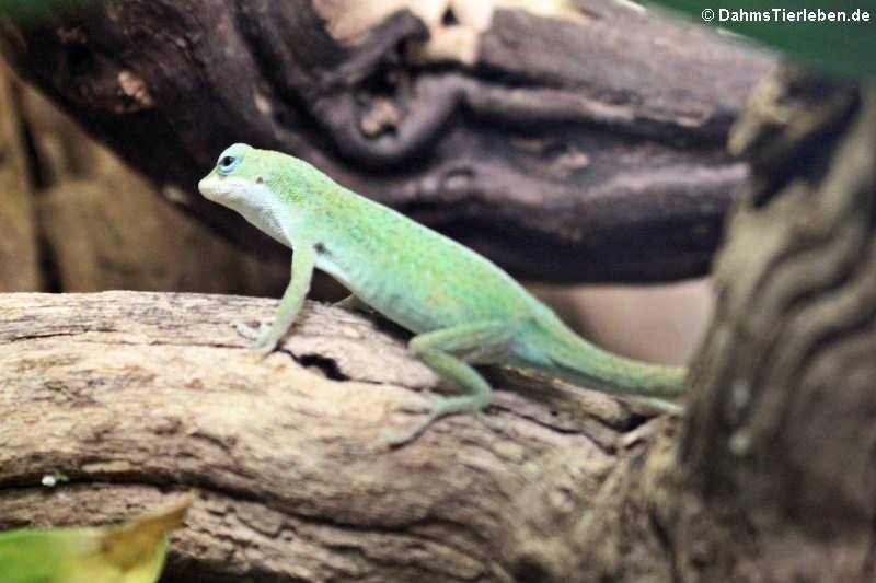 Rotkehlanolis Anolis carolinensis-1