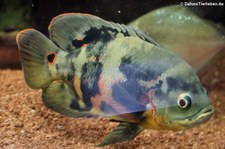 Pfauenaugen-Buntbarsch (Astronotus ocellatus) im Zoo Dortmund