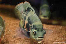 Pfauenaugen-Buntbarsch (Astronotus ocellatus) im Zoo Dortmund