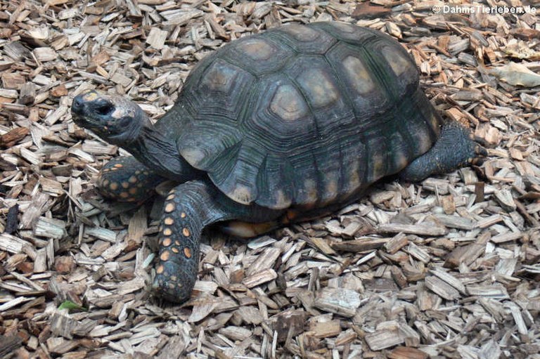 Chelonoidis denticulatus