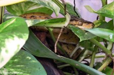 Gartenboa (Corallus hortulana) im Zoo Dortmund