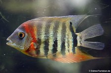 Augenfleckbuntbarsch (Heros severus) im Zoo Dortmund