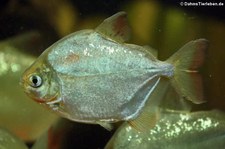 Dickkopf-Scheibensalmler (Metynnis hypsauchen) im Zoo Dortmund