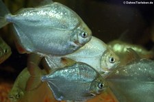 Dickkopf-Scheibensalmler (Metynnis hypsauchen) im Zoo Dortmund