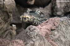 Keilkopf-Glattstirnkaiman (Paleosuchus trigonatus) im Zoo Dortmund