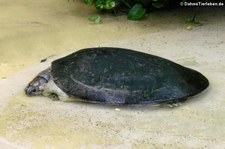 Arrauschildkröten (Podocnemis expansa) im Zoo Dortmund