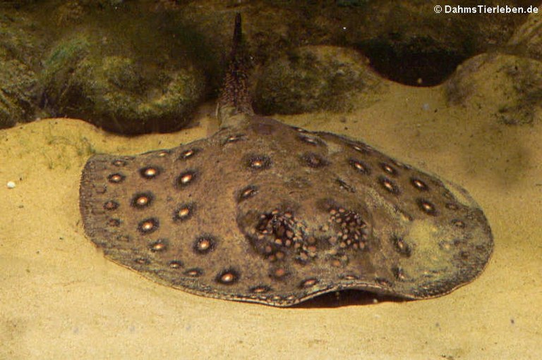 Potamotrygon motoro