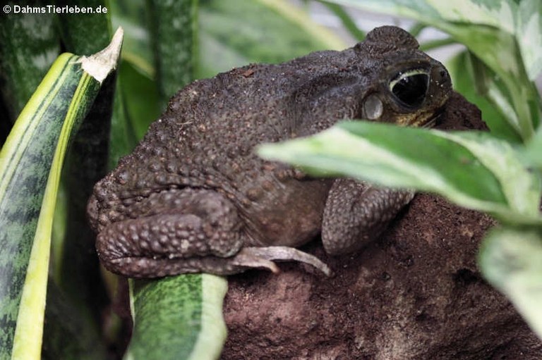 Rhinella marina