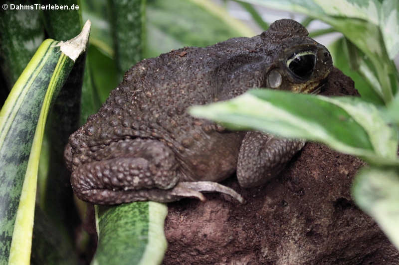 Aga-Kröte (Rhinella marina)