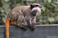 Rotschwänziger Kaiserschnurrbarttamarin (Saguinus imperator subgrisescens) im Zoo Dortmund