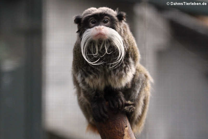 Saguinus imperator subgrisescens